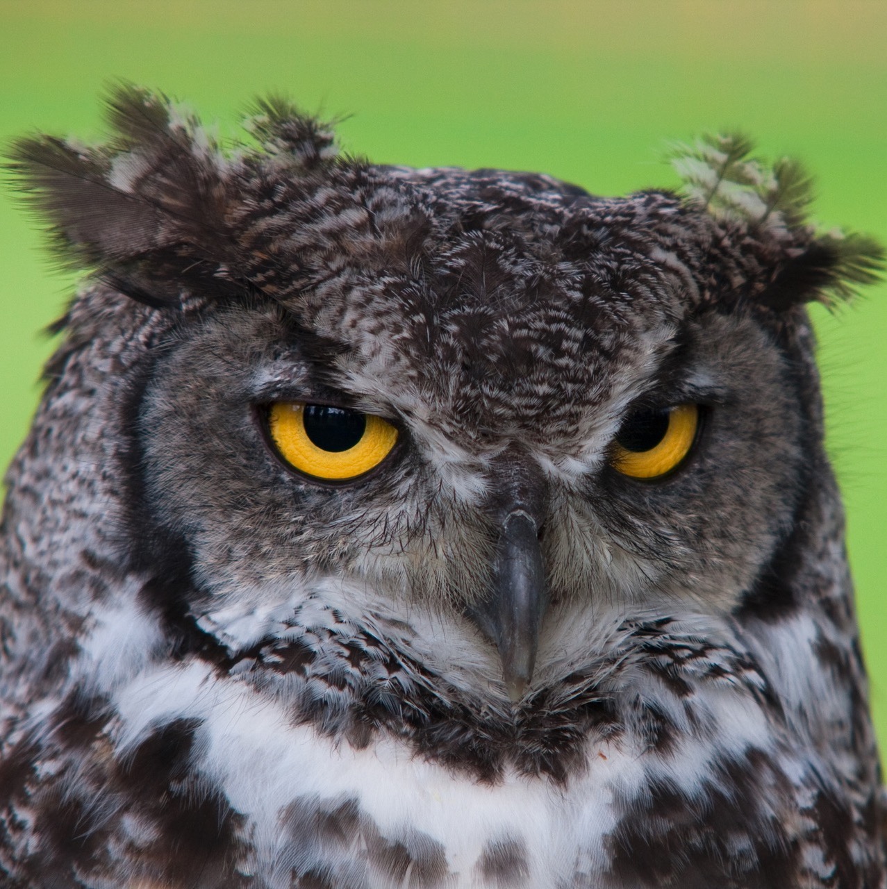 'Project Owl': Google Launch New Quality Improvements – But Do They Go ...